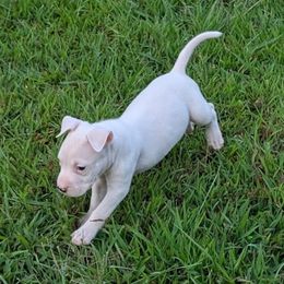 Flurry - White male American Staffordshire Terrier puppy in Conley, Georgia from Cicero Kennels