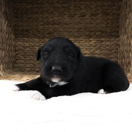 Chucky - Black tri-color male Australian Shepherd puppy in Unionville, Iowa from Soap Creek Kennels