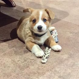 Pembroke Welsh Corgi Puppies from KBI FARM
