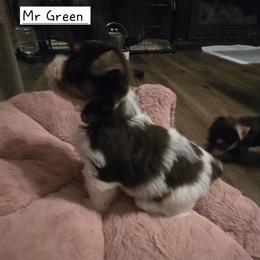 Mr Green - Chocolate, tan and white male Yorkshire Terrier puppy in Dover, Delaware from Lewis Precious Paws