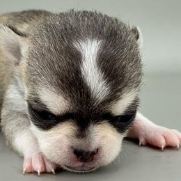 Girl 2 - Black sabled fawn female Chihuahua puppy in Westport, New York from Chantilly chihuahuas