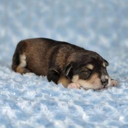 Tucker - Salt and pepper male Miniature Schnauzer puppy in Ely, Nevada from Great Basin Miniature Schnauzers