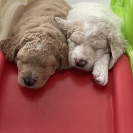 Goldendoodle Puppies from Teddy Grace Doodles