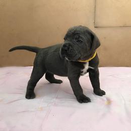 Khaos - Gray male Cane Corso puppy in Ashland, Ohio from Ruben Cane Corso