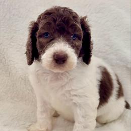Parti Male - Parti male Poodle puppy in Mendenhall, Mississippi from Red Bayou Kennels, LLC