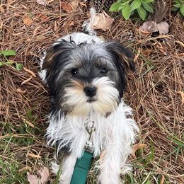 Yorkshire Terrier Puppies from Danielle Cole