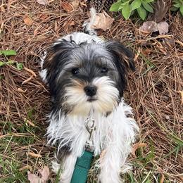 Yorkshire Terrier Puppies from Danielle Cole