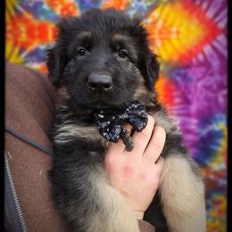 Mouth - Black and tan male German Shepherd puppy in Fort Jennings, Ohio from Von Holtzapple German shepherds