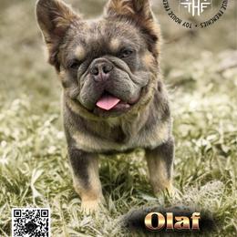 Olaf - French Bulldog