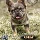 Olaf