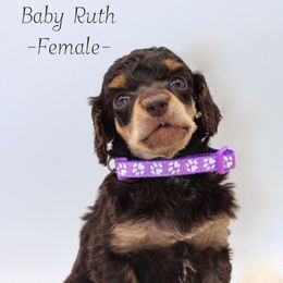 Baby Ruth - Phantom female Poodle puppy in Mount Sterling, Kentucky from Curly Country Poodles