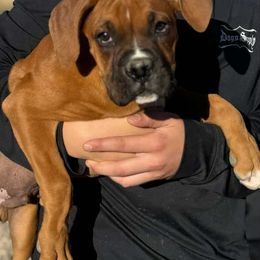 Fred - Fawn male Boxer puppy in Earlsboro, Oklahoma from Lieben Boxers
