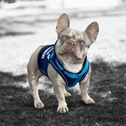 Sir Michael - French Bulldog