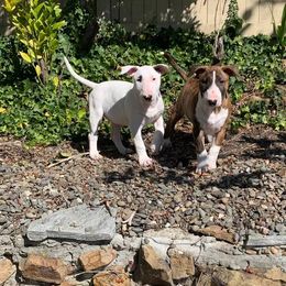 Bull Terrier Puppies from Old England Bull Terriers