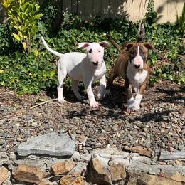 Bull Terrier Puppies from Old England Bull Terriers
