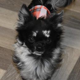Goonie - Chihuahua