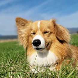 Pembroke Welsh Corgi Puppies from Top-Notch Paws