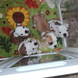 Bulldog puppies from B-Hive Bulldogs