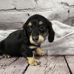 Bailey - Black and cream female Dachshund puppy in Anaconda, Montana from Williams Family Dachshunds