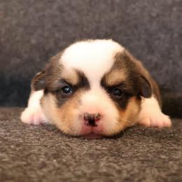 Patriot - Black and tan male Pembroke Welsh Corgi puppy in Arcanum, Ohio from Weissway Corgis