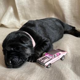 Pink collar - Black and red female German Shepherd puppy in Saint Charles, Missouri from Lowemond German Shepherds