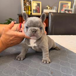 Yellow - Blue male French Bulldog puppy in Bolingbrook, Illinois from Flores Frenchies