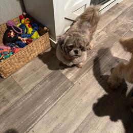 Mater - Brown and white male Shichon puppy in Bushnell, Florida from Diamond Belle Puppies, LLC