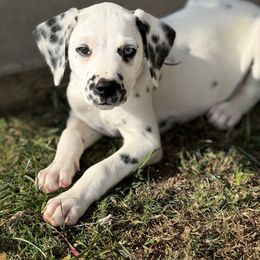 Purple Collar LUA - White and black male Dalmatian puppy in Hawkins, Texas from Snow Dalmatians