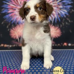 Primrose - Red tri-color female Australian Shepherd puppy in Falmouth, Kentucky from Queen City Farm