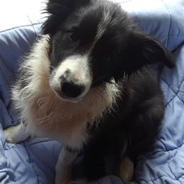 Border Collies from bellons borders