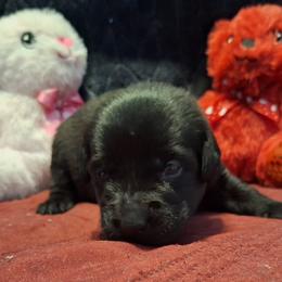 Shade - Black female Labrador Retriever puppy in Bemidji, Minnesota from Northern Star Elite Quality Labrador Retrievers