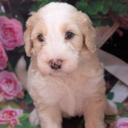 Buster - Fawn and white male Sheepadoodle puppy in Seaman, Ohio from Ohio Valley Sheepadoodles
