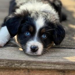 Toy Australian Shepherd Puppies from Kickapoo Creek Toy Aussies