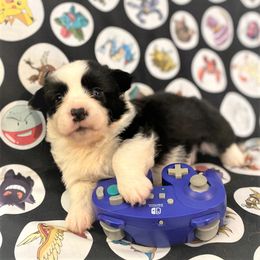 Sylvie - Cardigan Welsh Corgi puppy in Quinlan, Texas from Fable Cardigan Welsh Corgis