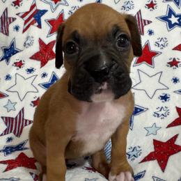 Miss Purple - Fawn female Boxer puppy in Palm Coast, Florida from Starlight Boxer Corner