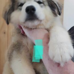 Alaskan Malamute Puppies from Coon Creek Alaskan Malamutes