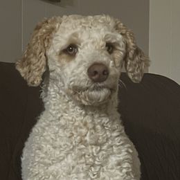Miniature Australian Shepherds and Poodles from Triple J Aussies SD