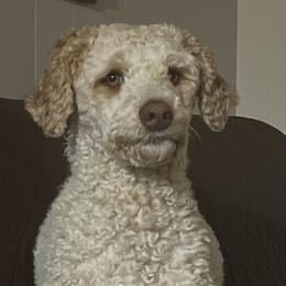 Miniature Australian Shepherds and Poodles from Triple J Aussies SD