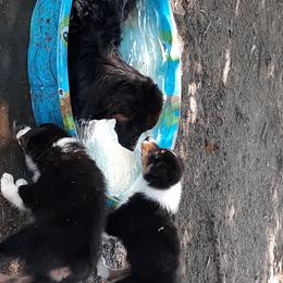 Australian Shepherd Puppies from CinchTight