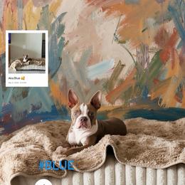 Blue - Boston Terrier