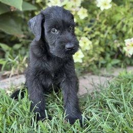 Girl 7 - Black female Giant Schnauzer puppy in Bois D’arc, Missouri from Down Low Kennels formerly LNL’s Giant Schnauzers and T9 Giants