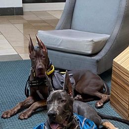 Great Dane Puppies from F&B Kennels