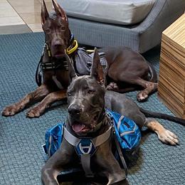 Great Dane Puppies from F&B Kennels