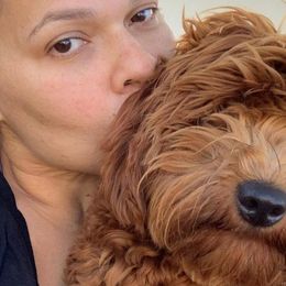 Romeo - Goldendoodle