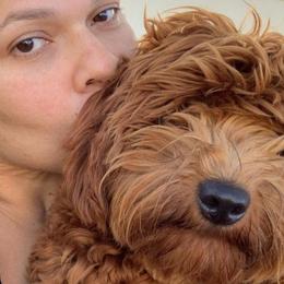 Romeo - Goldendoodle