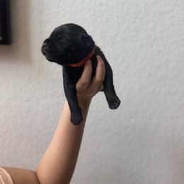 Boy 9 - Black male Cane Corso puppy in Princeton, Texas from Guardians of Arcadia Cane Corso