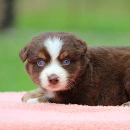 Scrabble - Red tri female Miniature Australian Shepherd puppy in Quapaw, Oklahoma from Rocky Hill Aussies