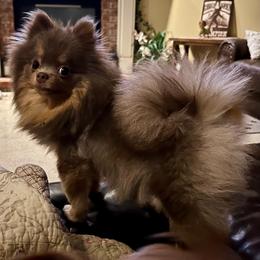 Pixie - Lilac and tan parti female Pomeranian puppy in Bentonville, Arkansas from Hummingbird & Fox