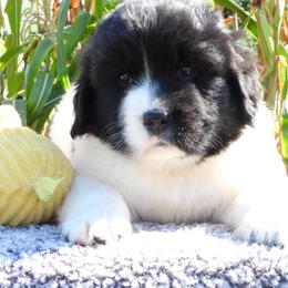 Girl one is landseer - White and black female Newfoundland puppy in Dalton, Ohio from Newfforu
