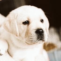 Labrador Retriever puppies from Grand River Labradors